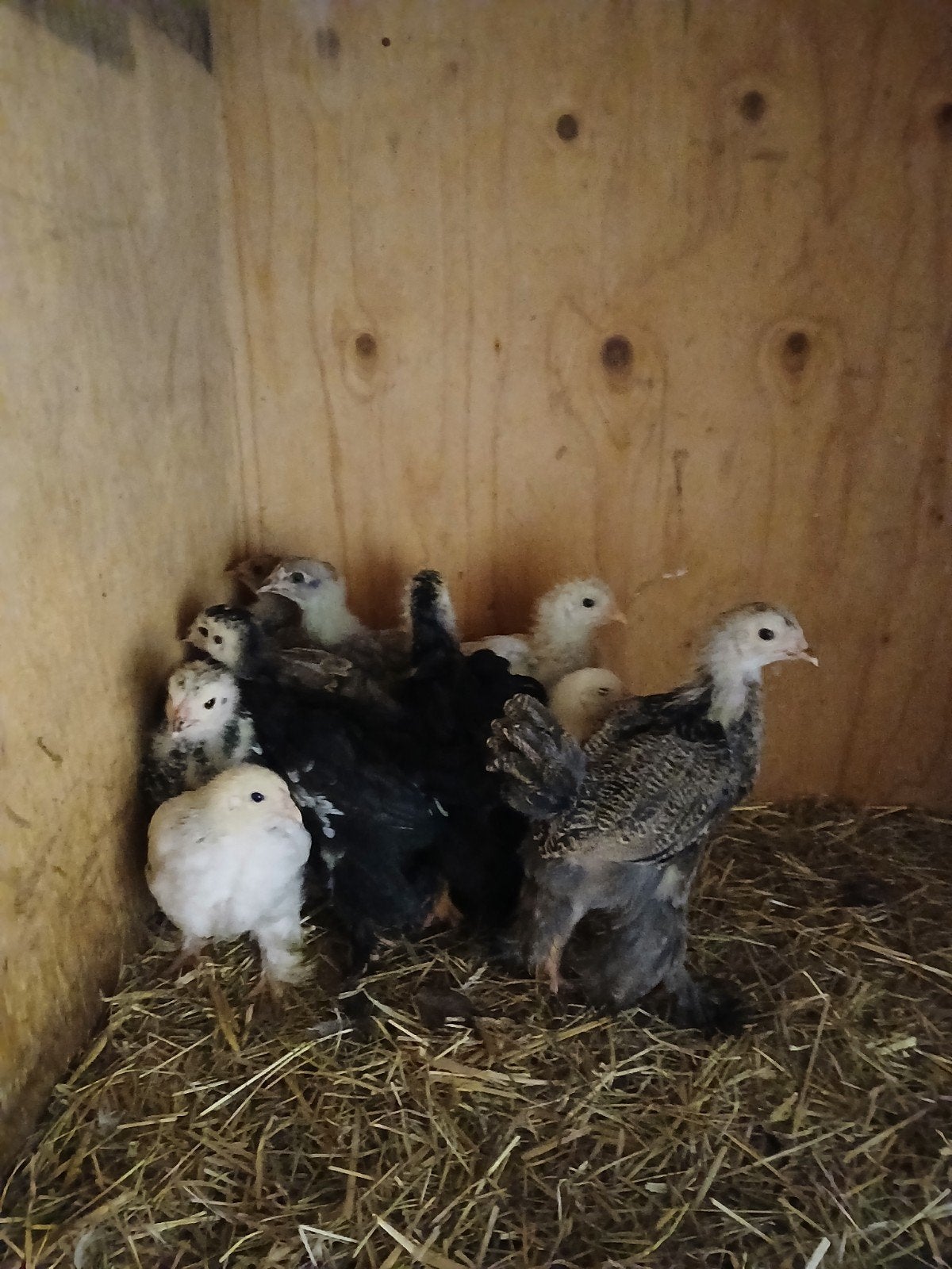 11 jonge brahma kuikens, Dieren en Toebehoren, Geslacht onbekend, Kip