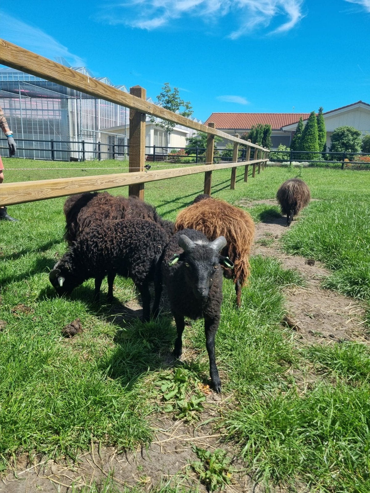 Quassant ram, Dieren en Toebehoren, Schapen, Geiten en Varkens, Mannelijk, Schaap