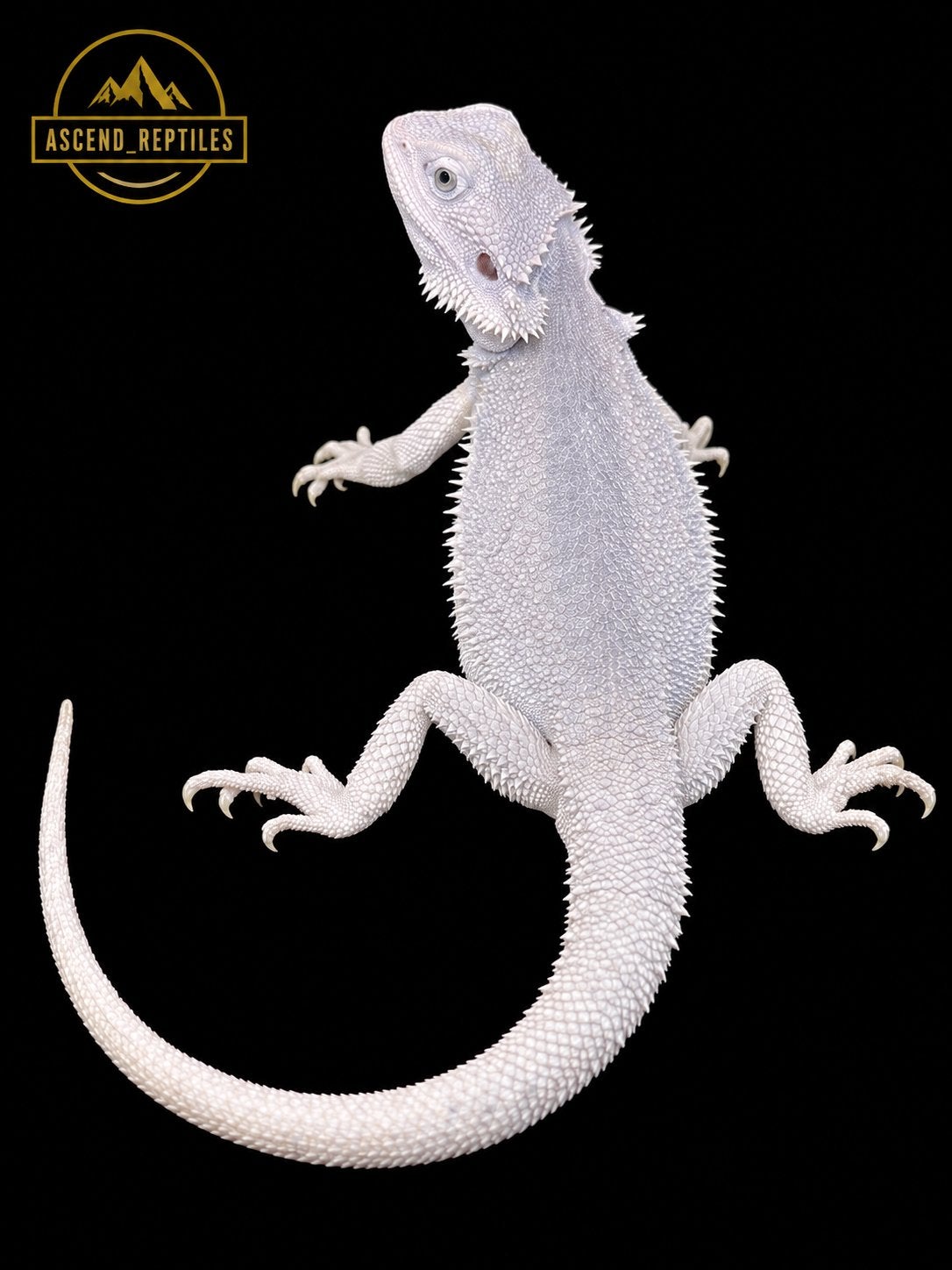 Zero Hypo het. Trans vrouw – Baardagaam NK 2026 Bearded Dragon photo 2