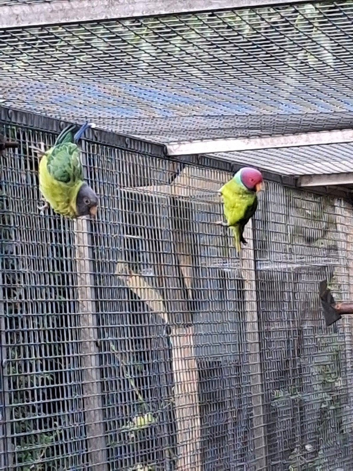 Koppel pruimkoppen, Meerdere dieren, Parkiet, Geringd