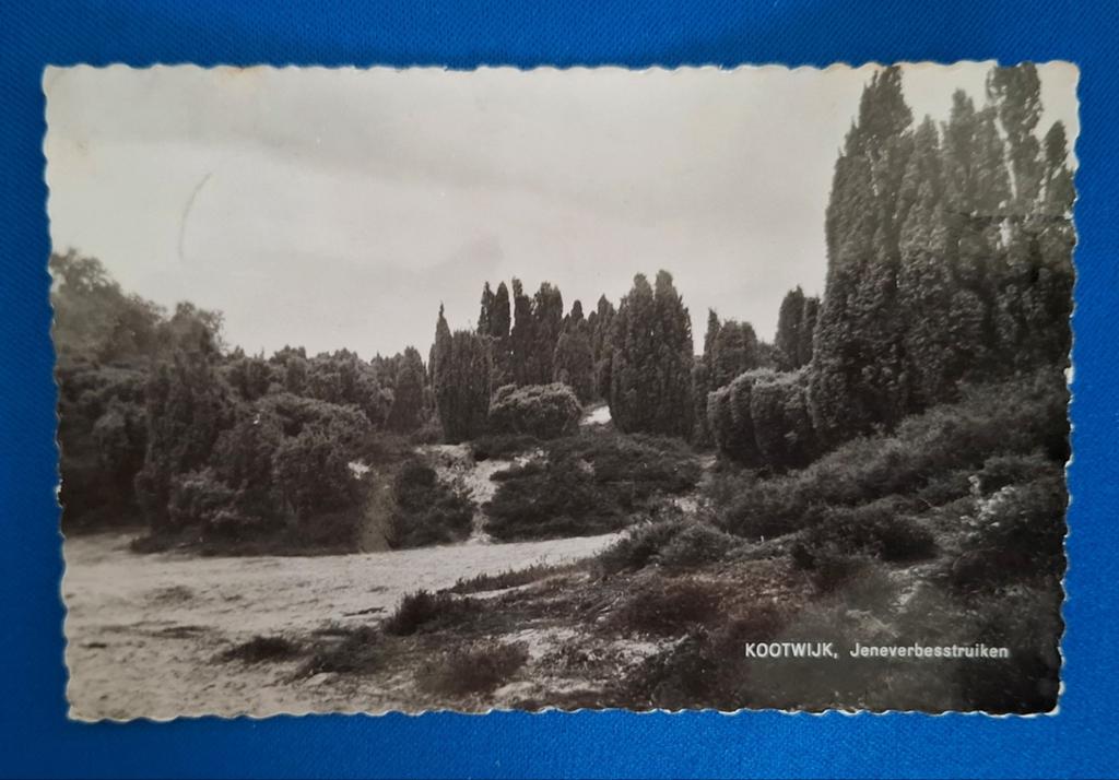 Ansichtkaart Kootwijk Jeneverbesstruiken 1961, Ophalen of Verzenden, 1960 tot 1980, Gelopen, Gelderland