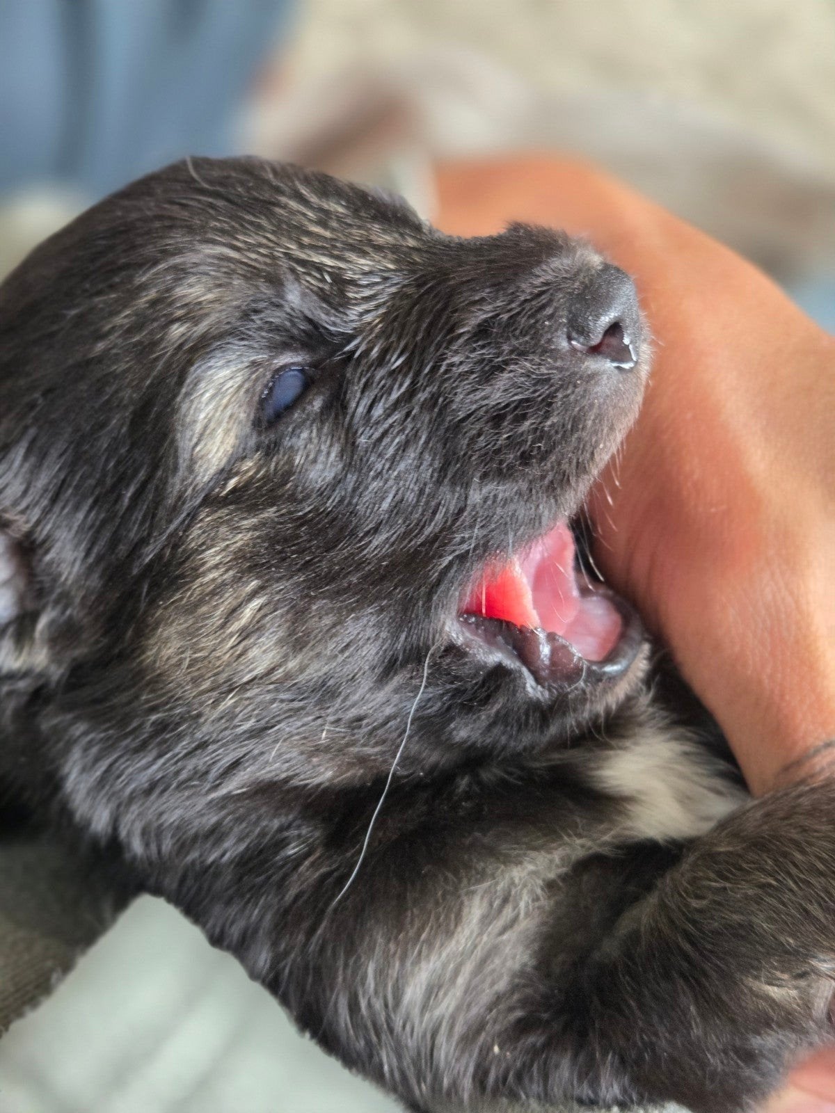 Shollie pups - Dolly pups Border Collie x Duitse Herder, Parvo, 8 tot 15 weken, Meerdere, Meerdere dieren