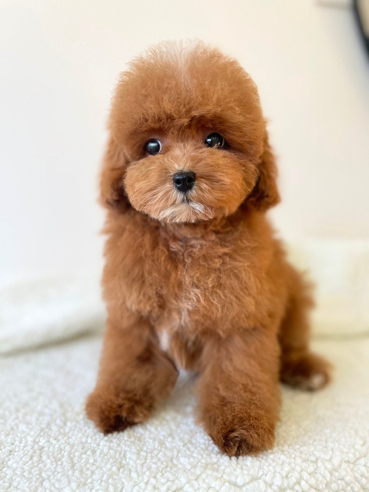 Exclusieve Aziatische Toy Poedel pup (  Maltipoo ), Dieren en Toebehoren, Particulier, Overige rassen, 8 tot 15 weken, Buitenland