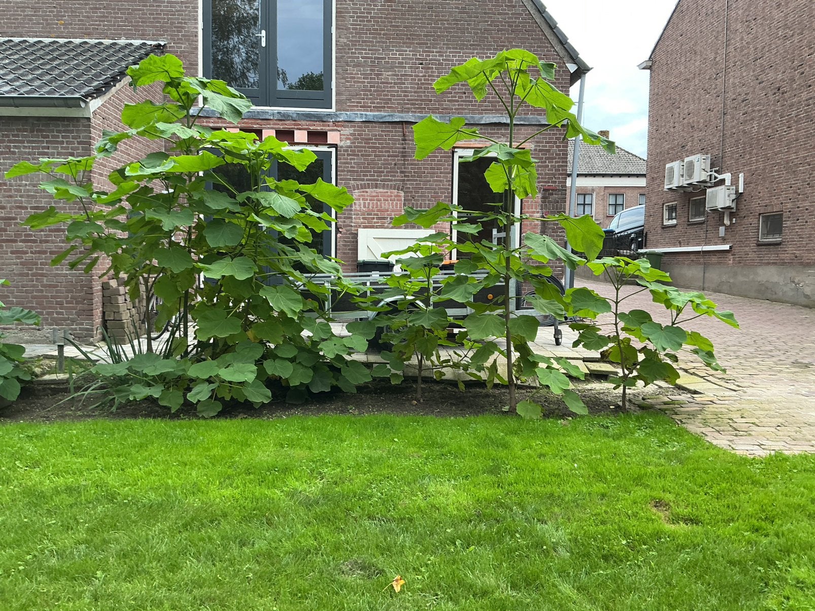 grote en kleinere Paulownia Tomentosa, Ophalen, Volle zon, Overige soorten
