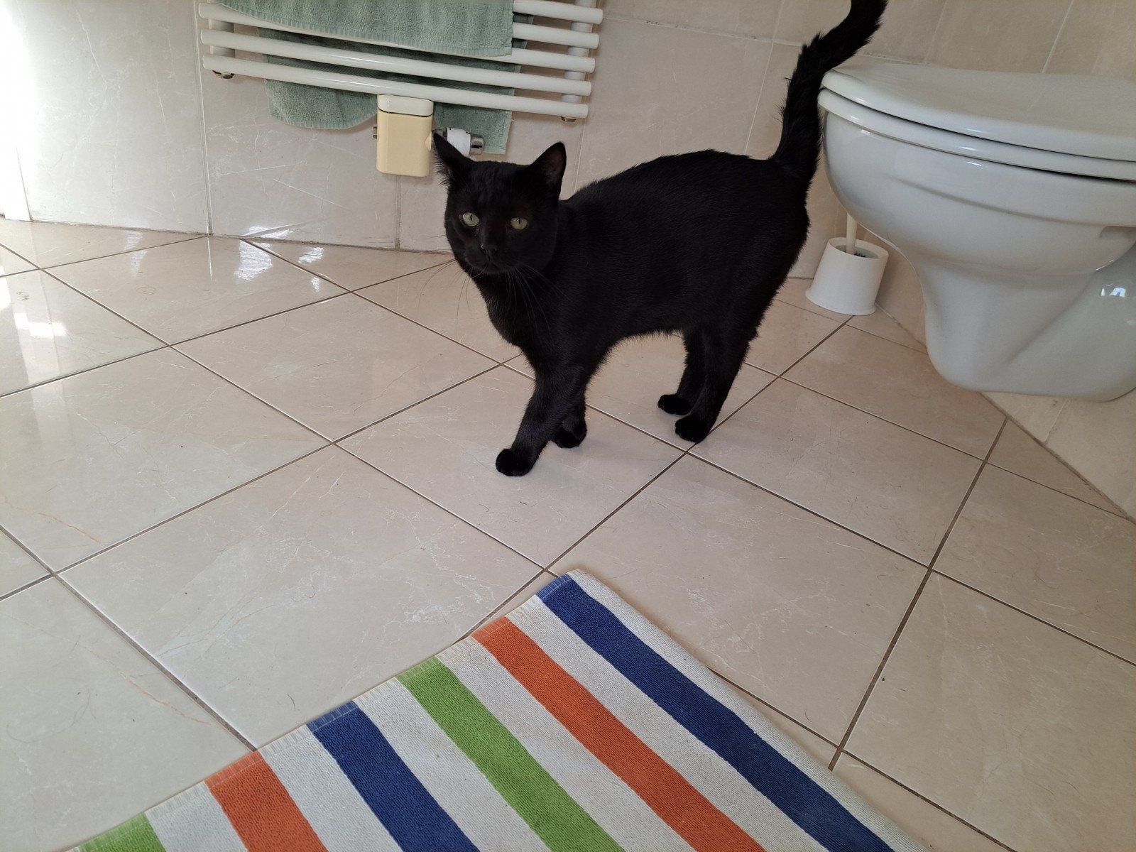 We zoeken een goed tehuis. voor de poes, Dieren en Toebehoren, Poes