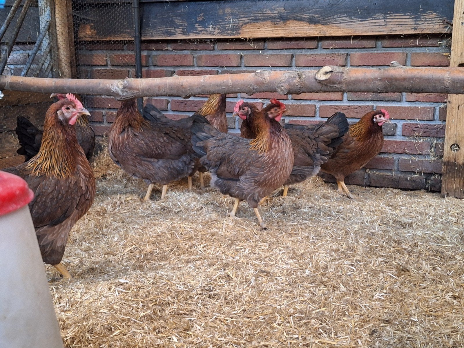 Welsumer hennen leghennen, Dieren en Toebehoren, Pluimvee, Vrouwelijk, Kip