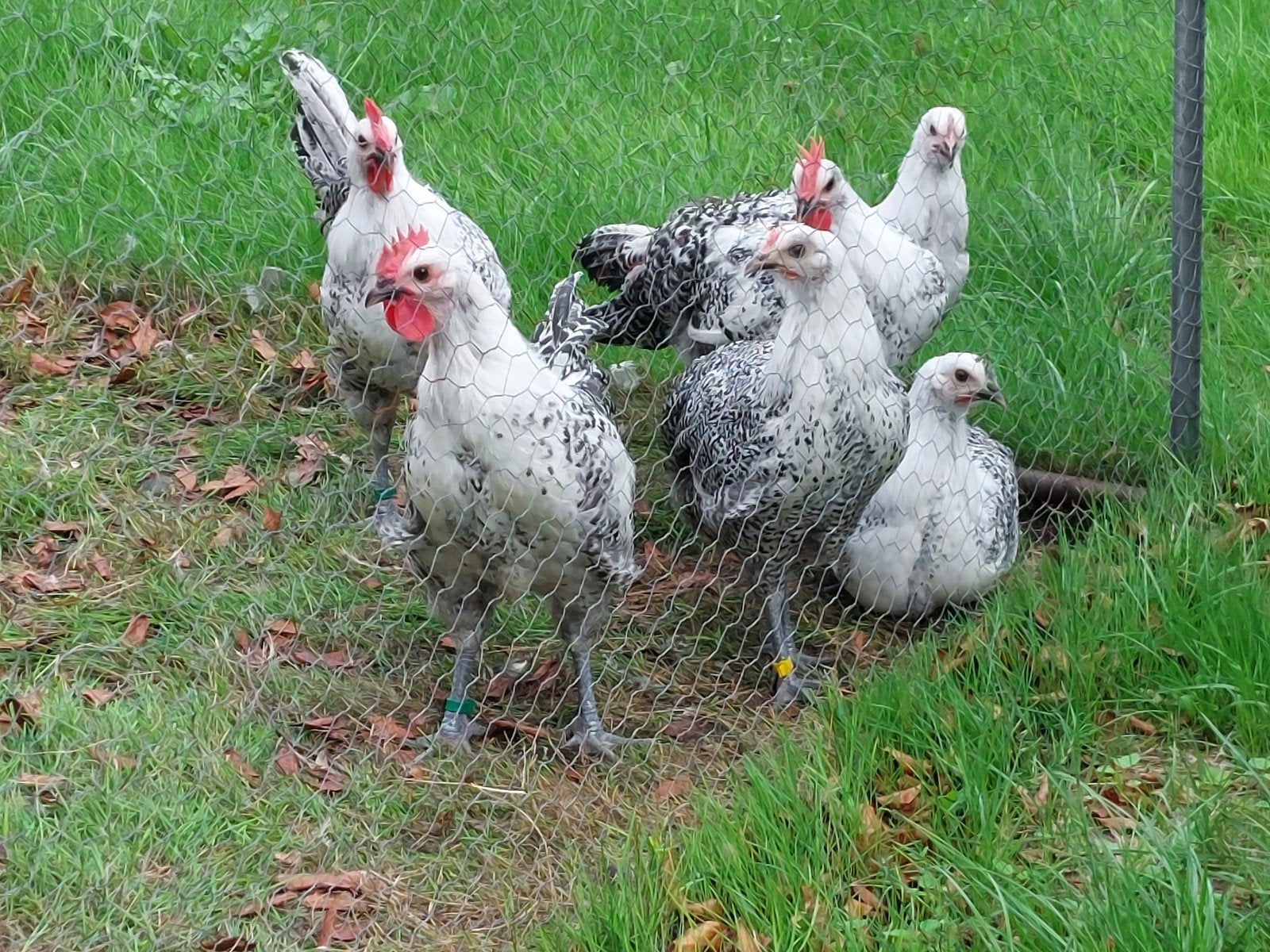 Poule de Bresse Zilverpel jonge fokhaantjes, Dieren en Toebehoren, Mannelijk, Kip