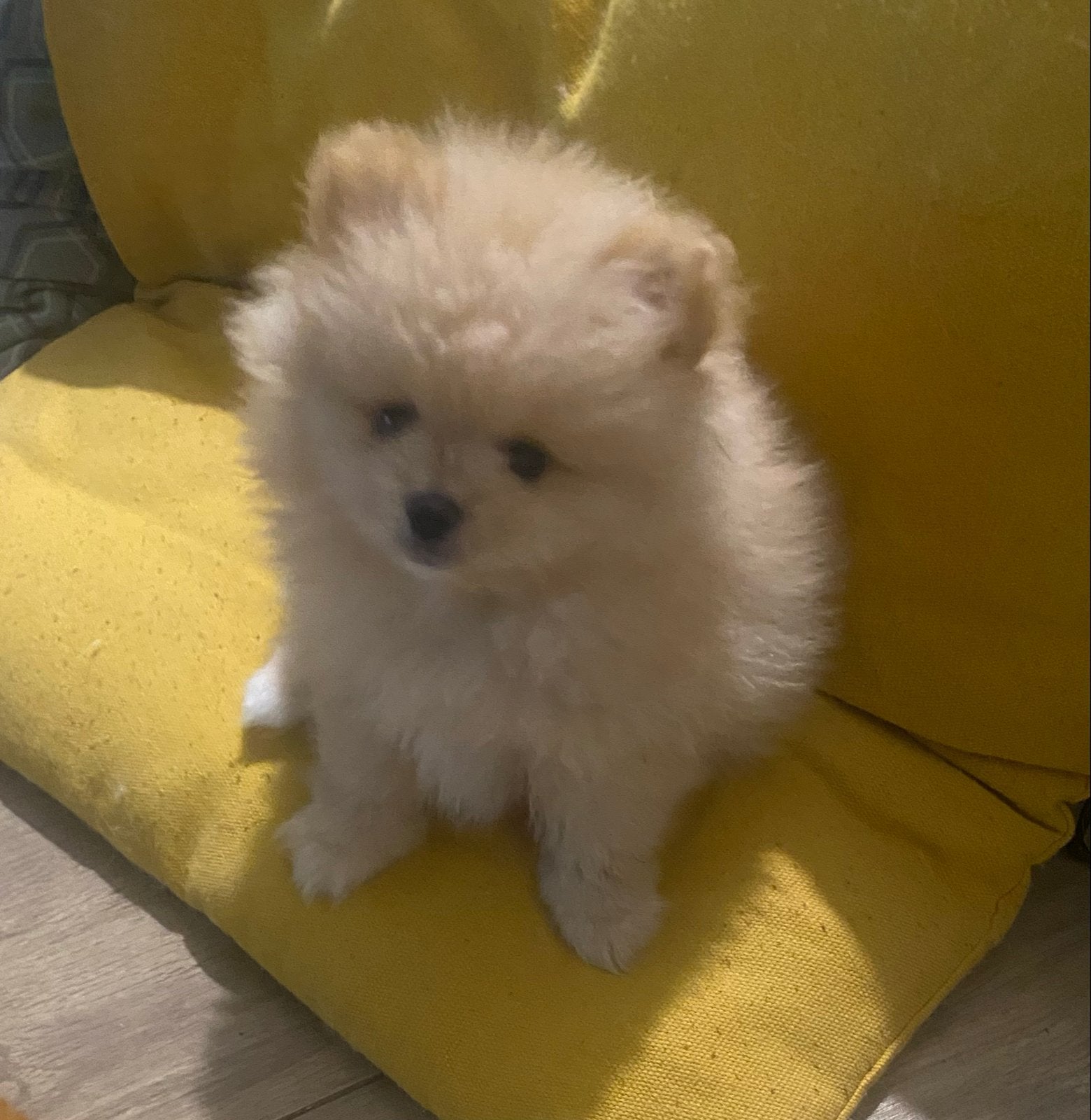 Pomeriaan puppy, Dieren en Toebehoren, Eén hond, Nederland, Particulier, Reu