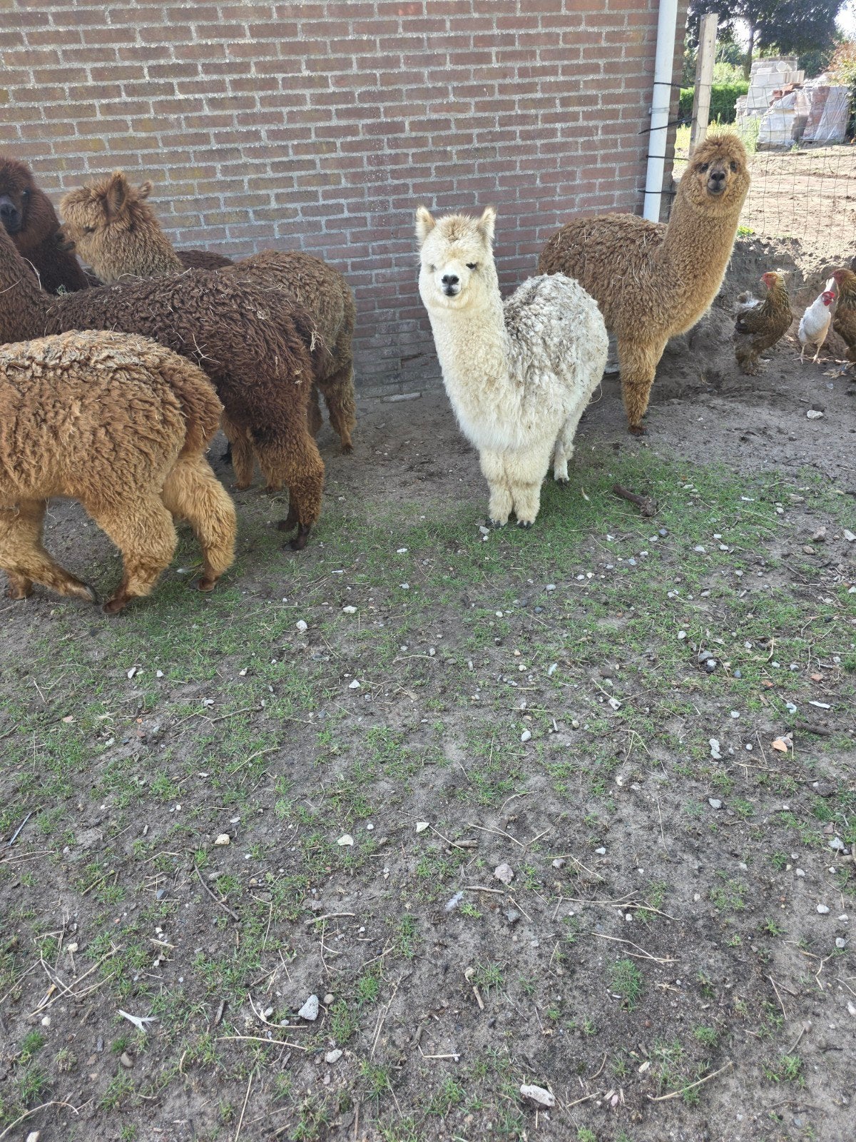 prachtige alpaca merrie, Dieren en Toebehoren, Overige Dieren, September, Vrouwelijk