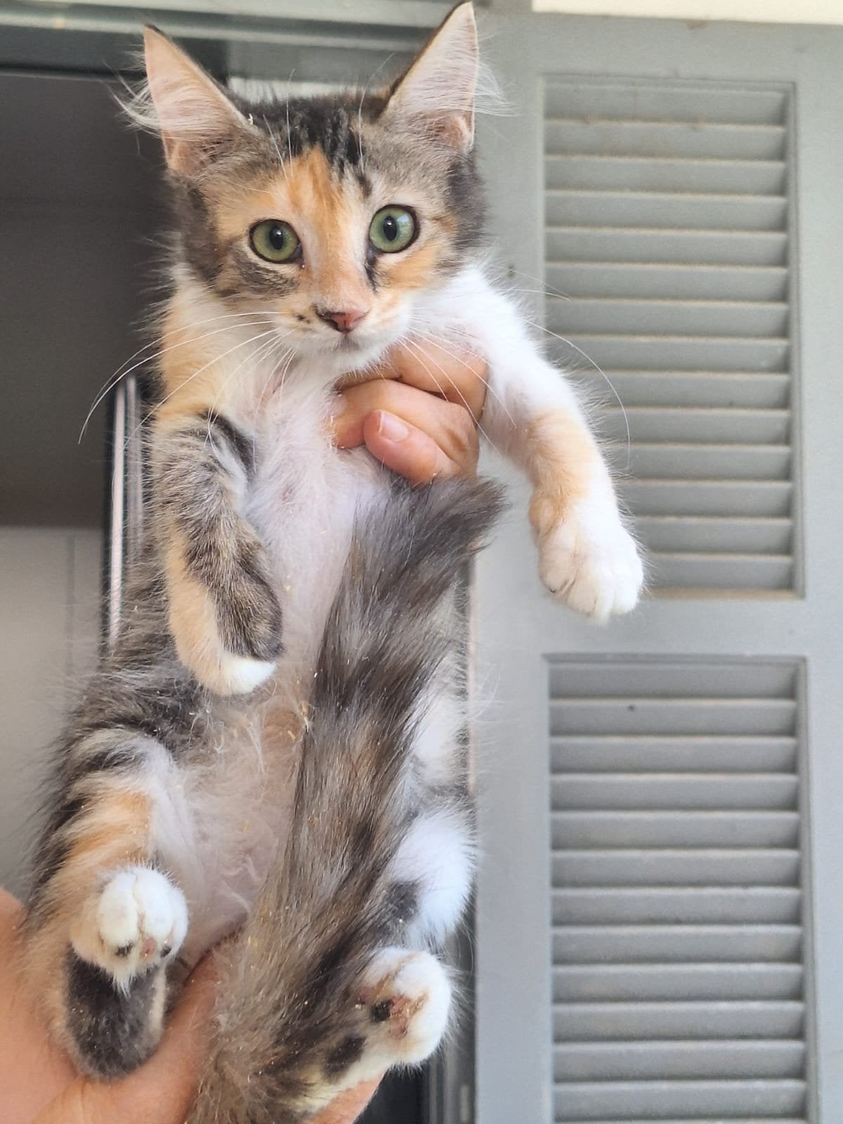 Coco 4 mnd (nog op Cyprus) zoek haar forever home, Poes