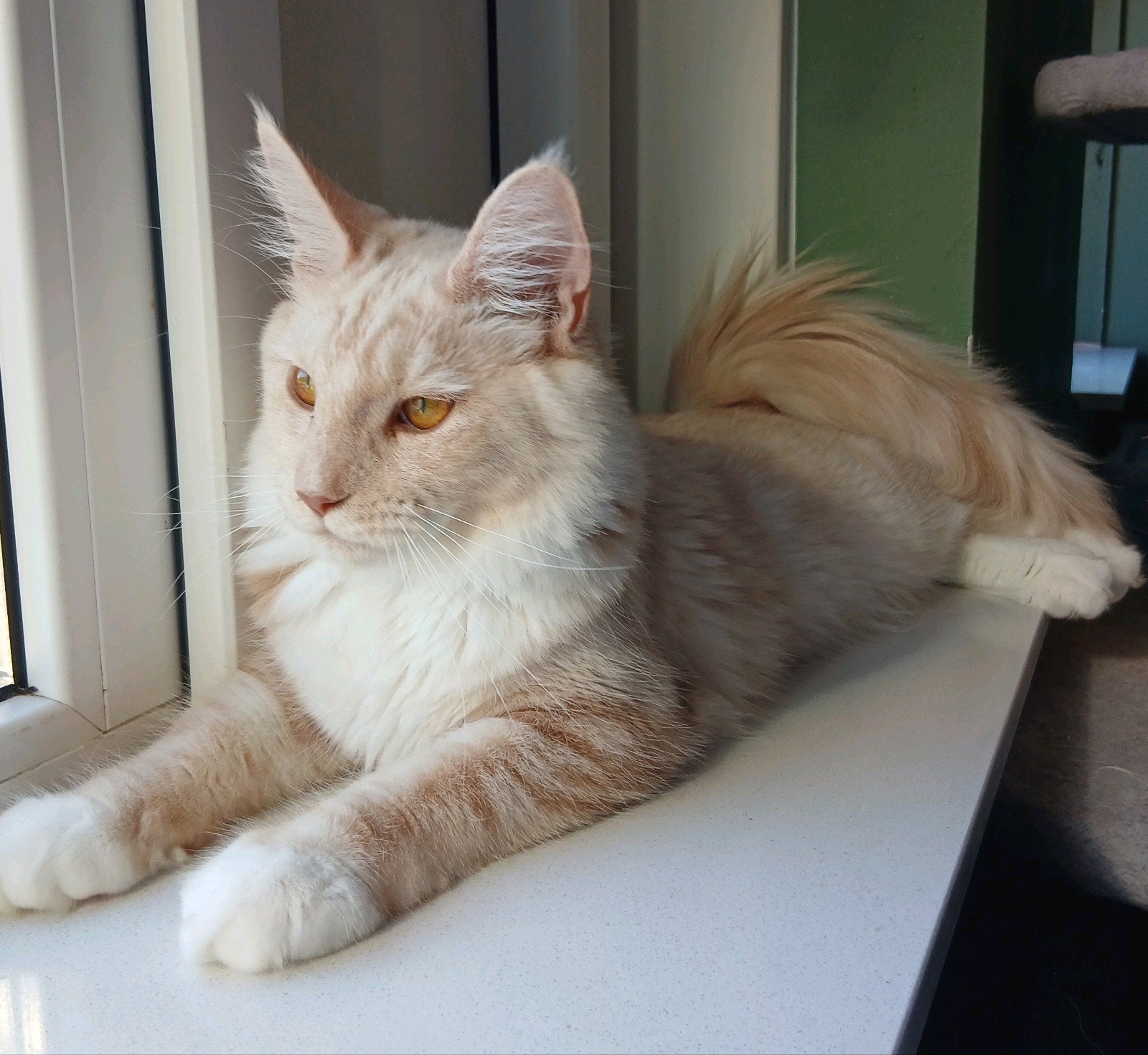 maine coon poesje., Dieren en Toebehoren, Katten en Kittens | Raskatten | Langhaar, Poes, Gechipt, 0 tot 2 jaar