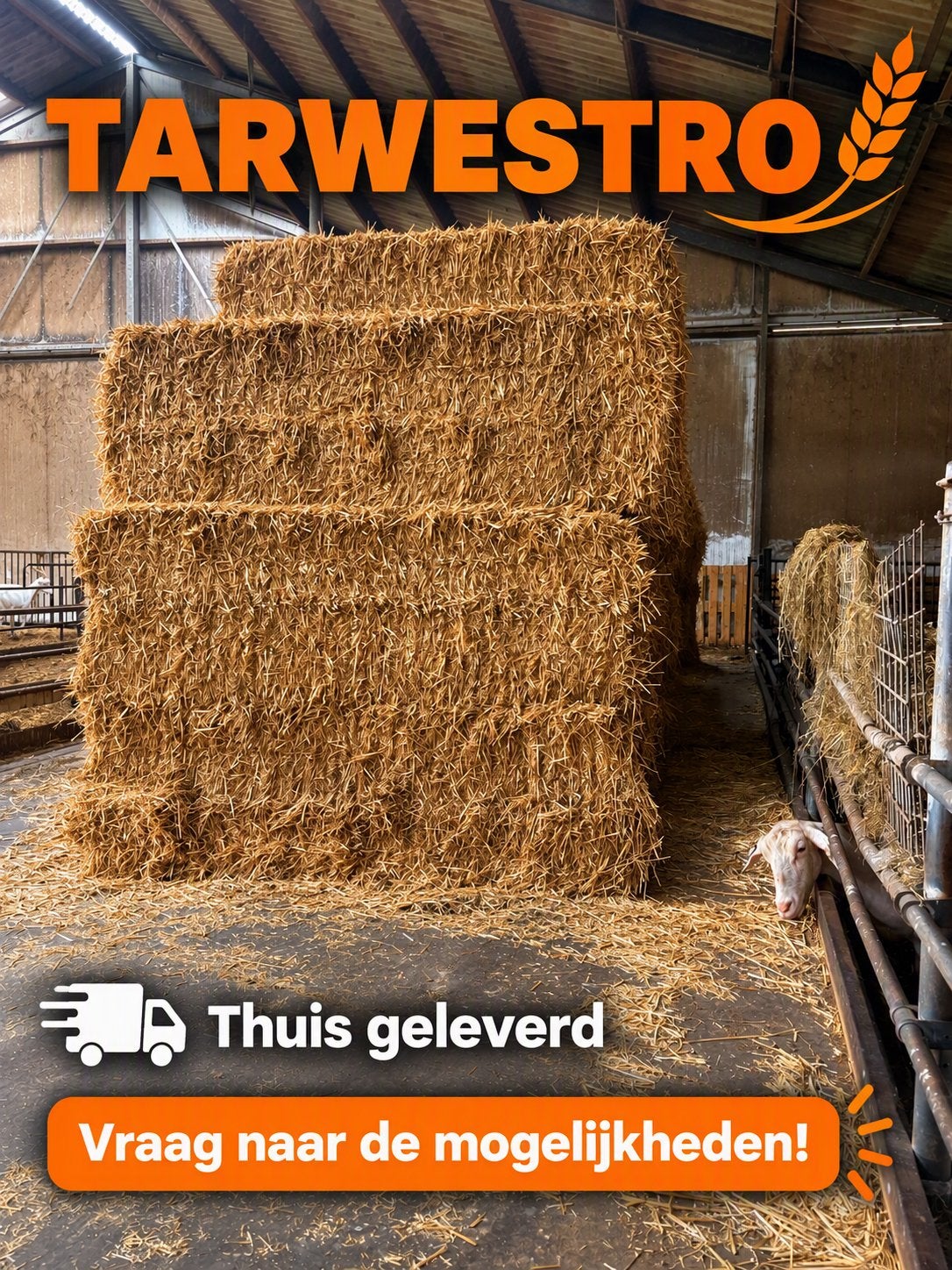 Tarwestro, Ophalen, Vee