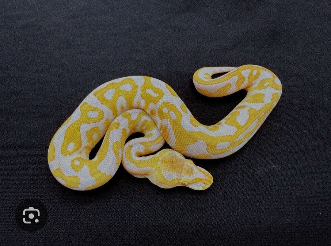 Gezocht: Koningspython albino leopard, Slang, 0 tot 2 jaar