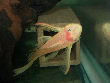 L144 Longfinn jongen, Vis, Zoetwatervis