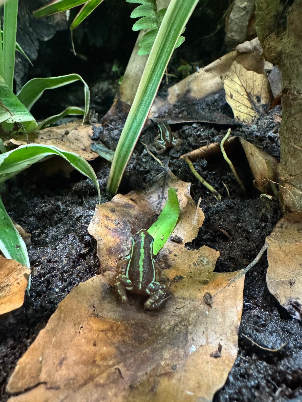 Prachtige jonge Epipedobates tricolor pijlgifkikkers Frog photo 2