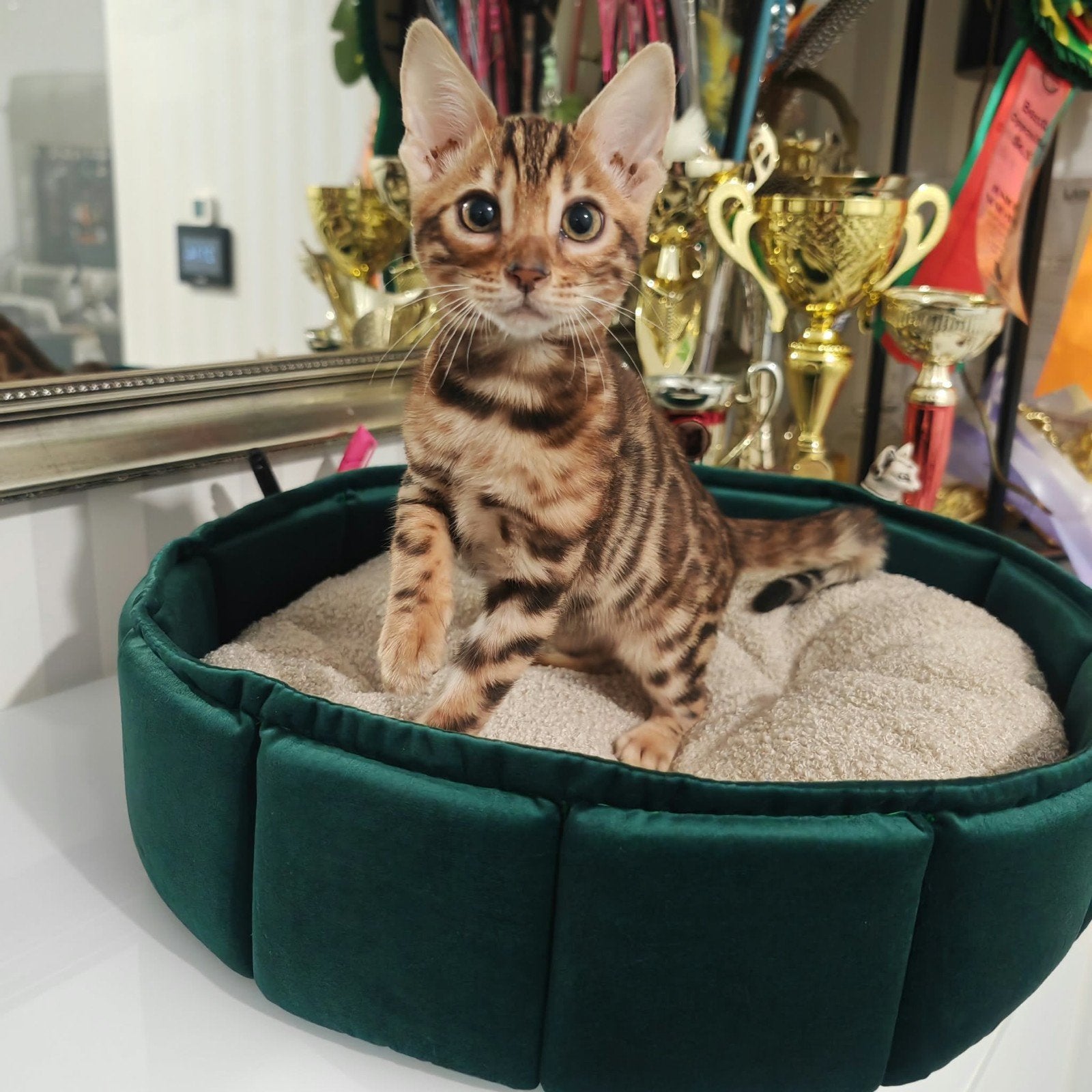 bengaal poes met stamboom, Poes