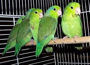 Te koop mooie jonge groen forpus coelestis forpussen, Meerdere dieren, Papegaai