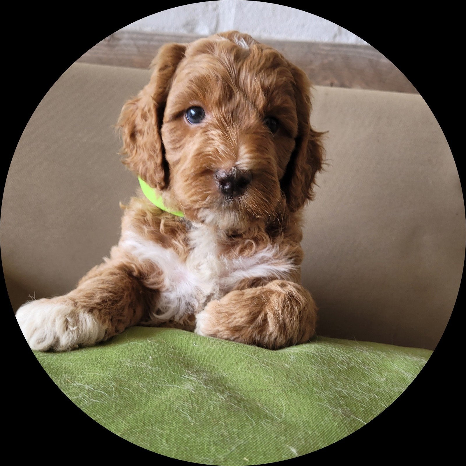 Medium Irish Doodle pups beschikbaar! Nóg twee reutjes!, Nederland, Overige rassen, 8 tot 15 weken, Parvo