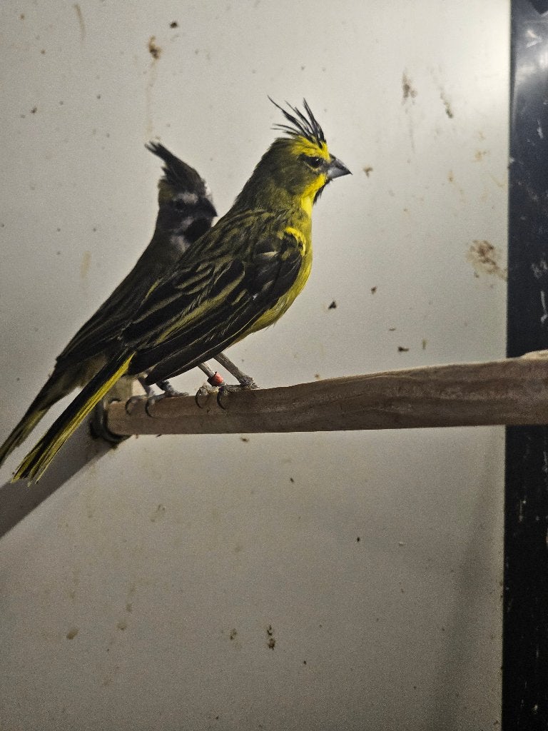 Groene Kardinaal | Koppel, Dieren en Toebehoren, Vogels | Overige Vogels, Meerdere dieren, Wildzangvogel, Geringd
