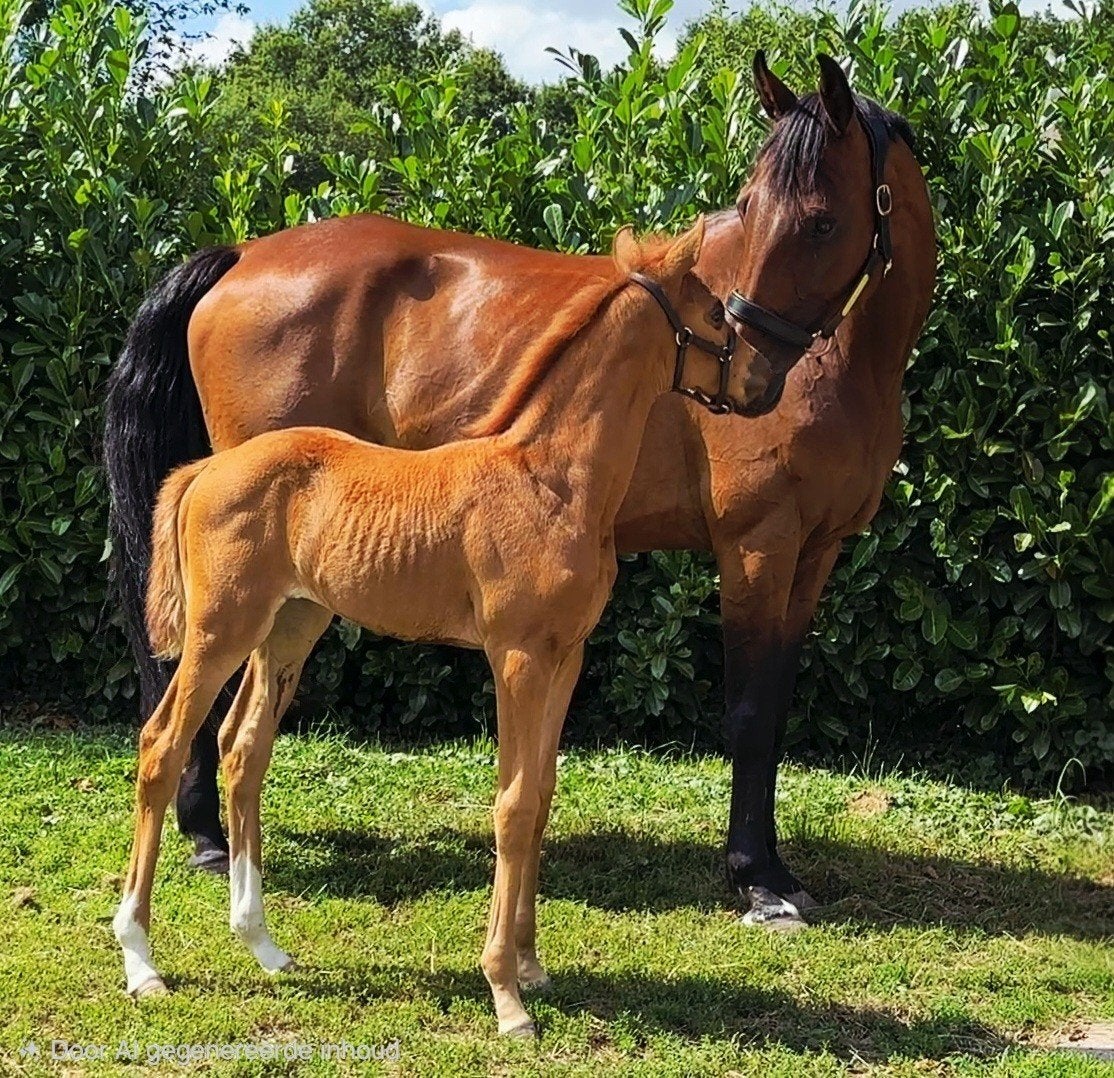 3-in-1: ZZL-merrie drachtig v Viva Vitalis, veulen v Pjethro, Merrie, ZZ, Met stamboom, Dressuurpaard