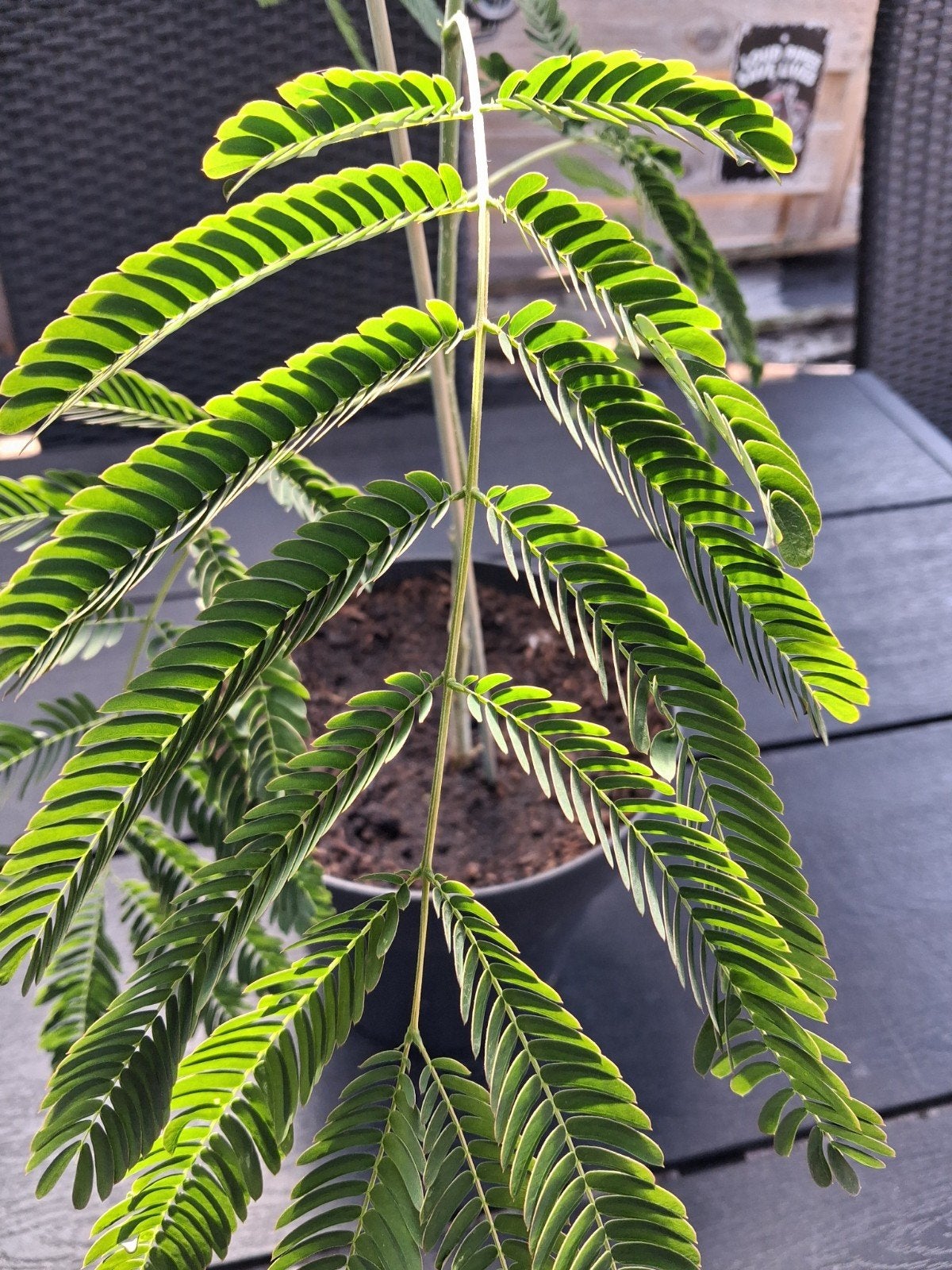 Albizia Perzische Slaapboom, Tuin en Terras, Planten | Bomen, Ophalen, Volle zon, Overige soorten