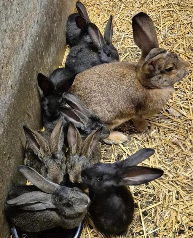 Vlaamse reuzen, Dieren en Toebehoren, Konijnen, Meerdere dieren, Groot