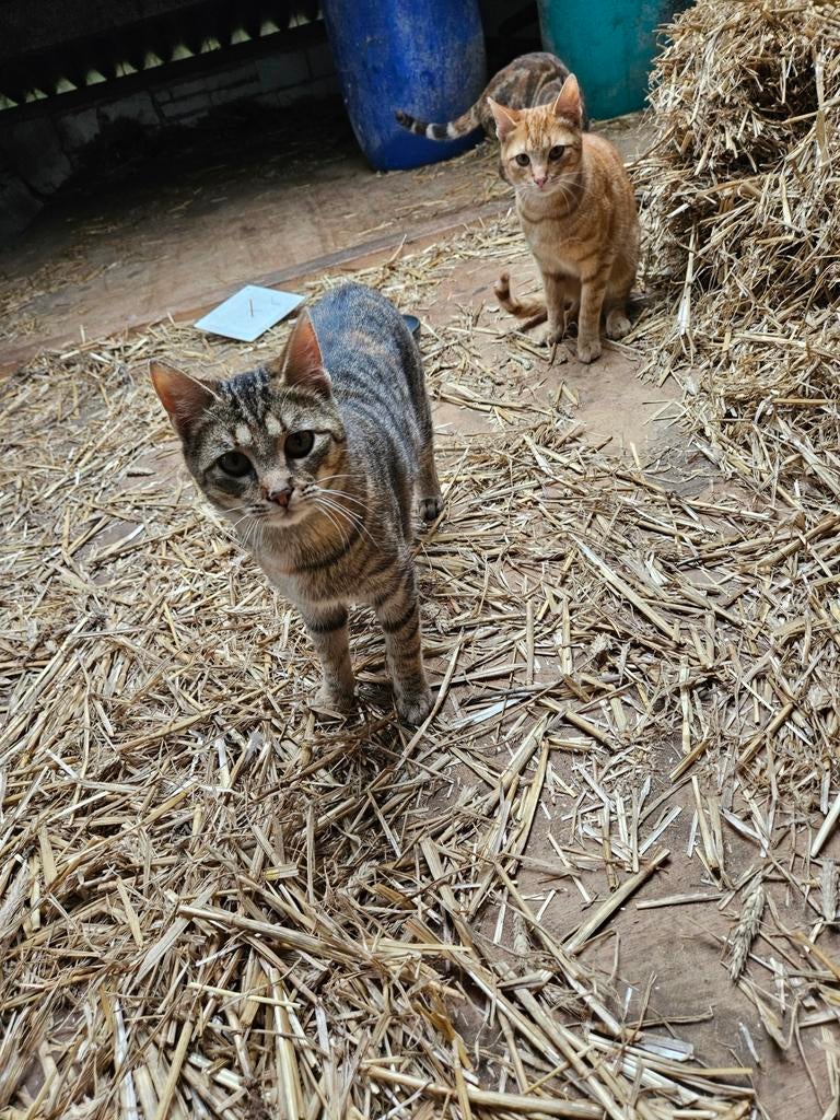 Kittens, Dieren en Toebehoren, Katten en Kittens | Overige Katten, Geslacht onbekend, 0 tot 2 jaar