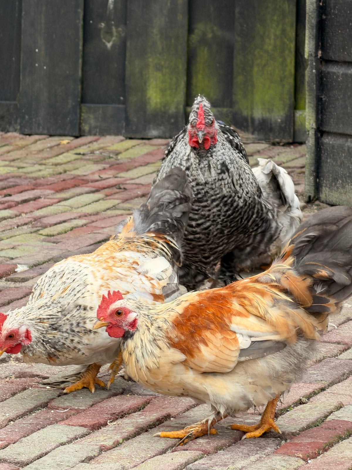 3 krielkip haantjes, Dieren en Toebehoren, Pluimvee, Mannelijk, Kip