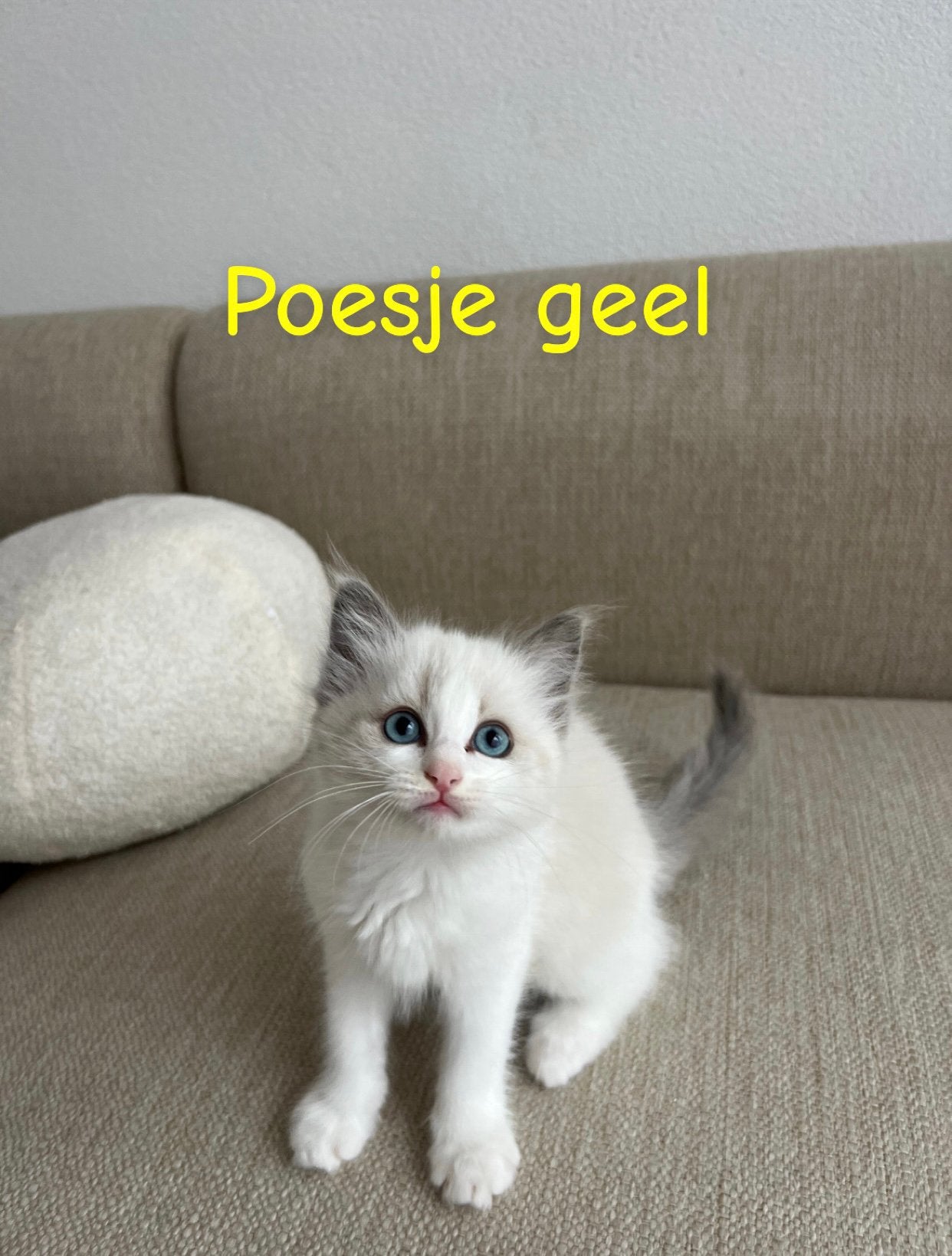 Ragdoll kittens zoeken een liefdevol thuis, Dieren en Toebehoren, Poes, Gechipt, 0 tot 2 jaar