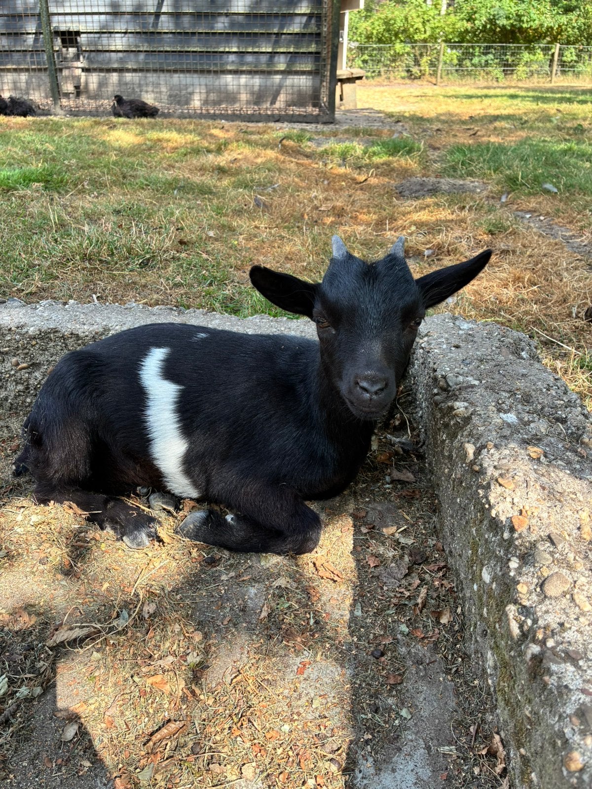 Mooi dwerggeitje, dame, Dieren en Toebehoren, Schapen, Geiten en Varkens, Vrouwelijk, Geit