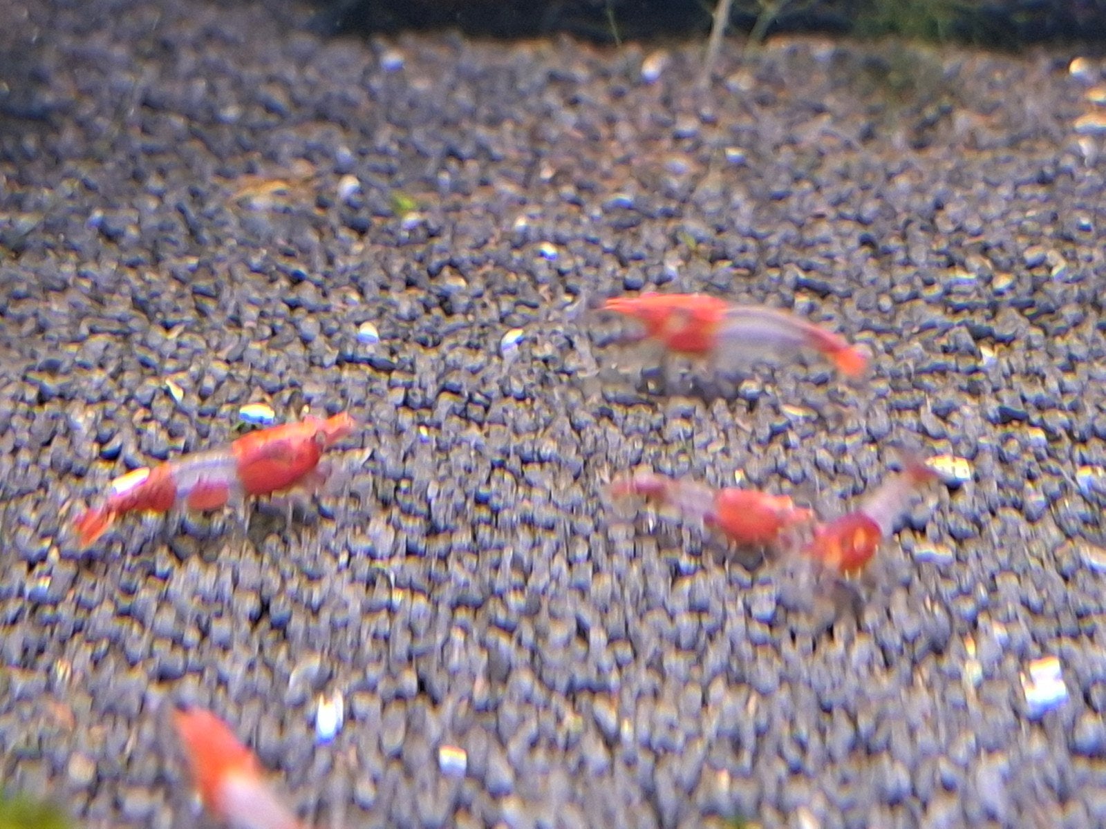 Red rili neo Caridina garnalen