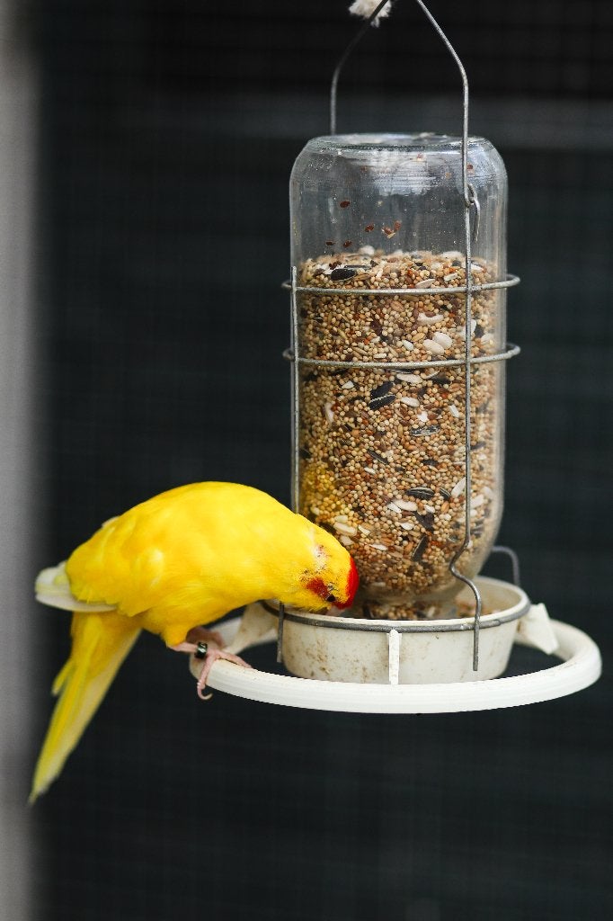 Kakariki jong | Vogels om tam te maken!, Dieren en Toebehoren, Vogels | Parkieten en Papegaaien, Meerdere dieren, Parkiet, Tam