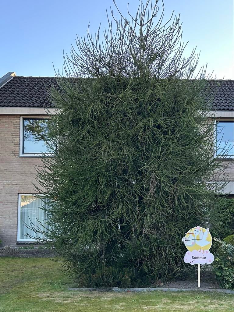 Gratis af te halen: Volwassen boom/plant - Japanse Cipres, Volle zon, Vaste plant, Bloeit niet, Ophalen
