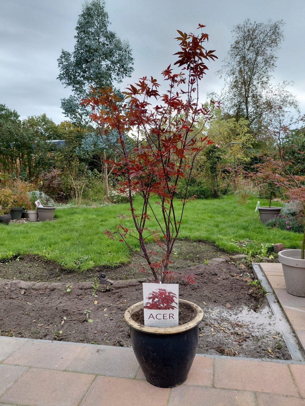 Prachtige Japanse esdoorn 'Skeeters broom' in pot, Ophalen, In pot, Overige soorten