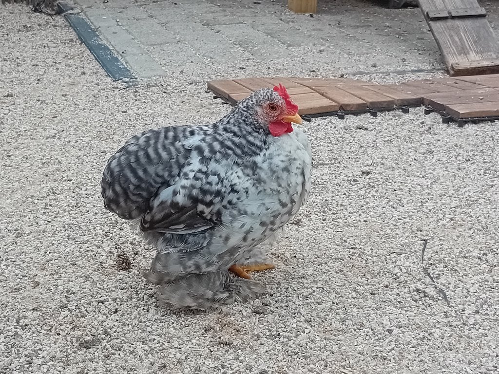 Cochin, Dieren en Toebehoren, Mannelijk, Kip