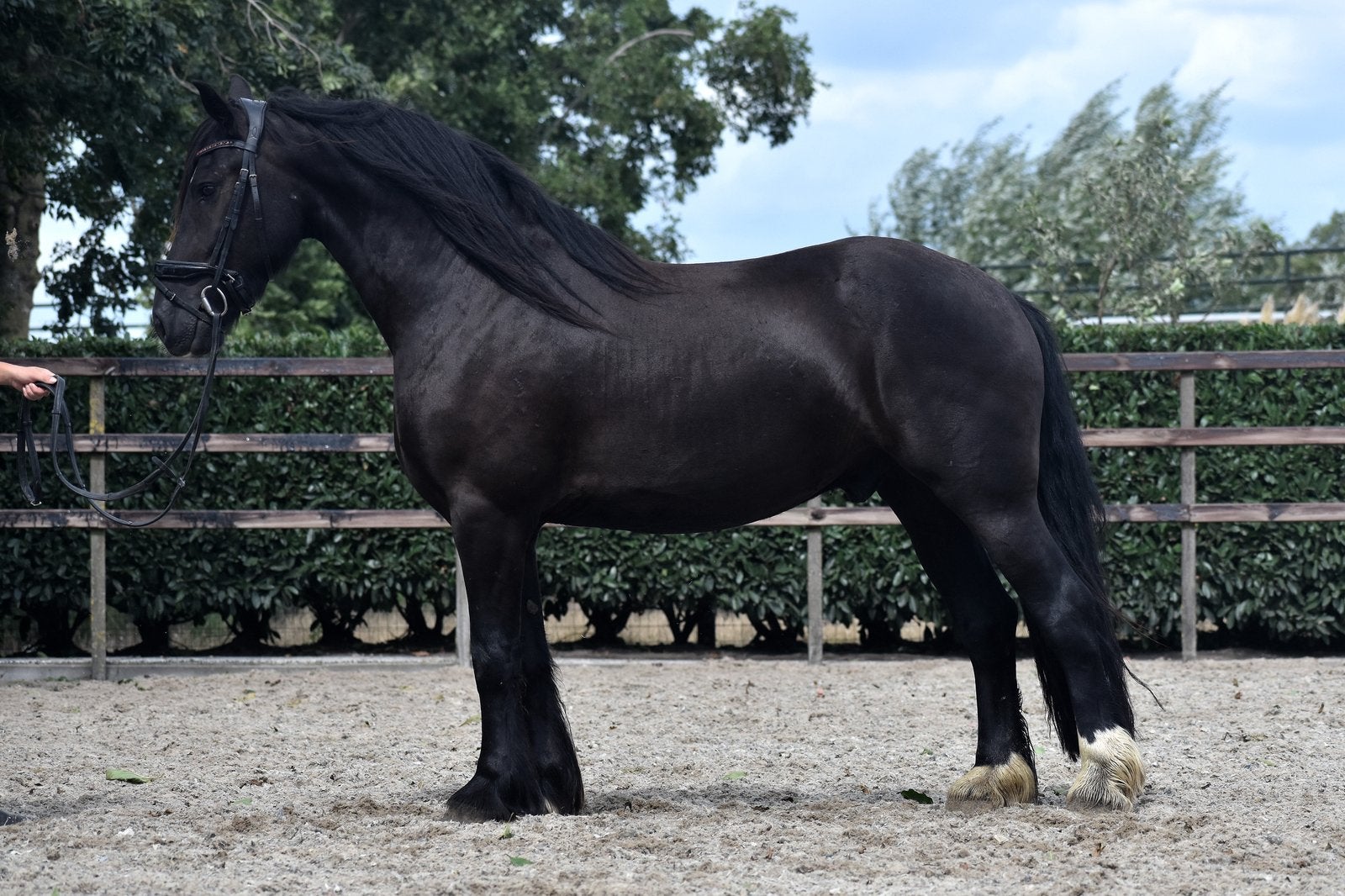 Super gave kruising Fries x tinker ruin, Dieren en Toebehoren, Minder dan 160 cm, B, Ruin, Gechipt