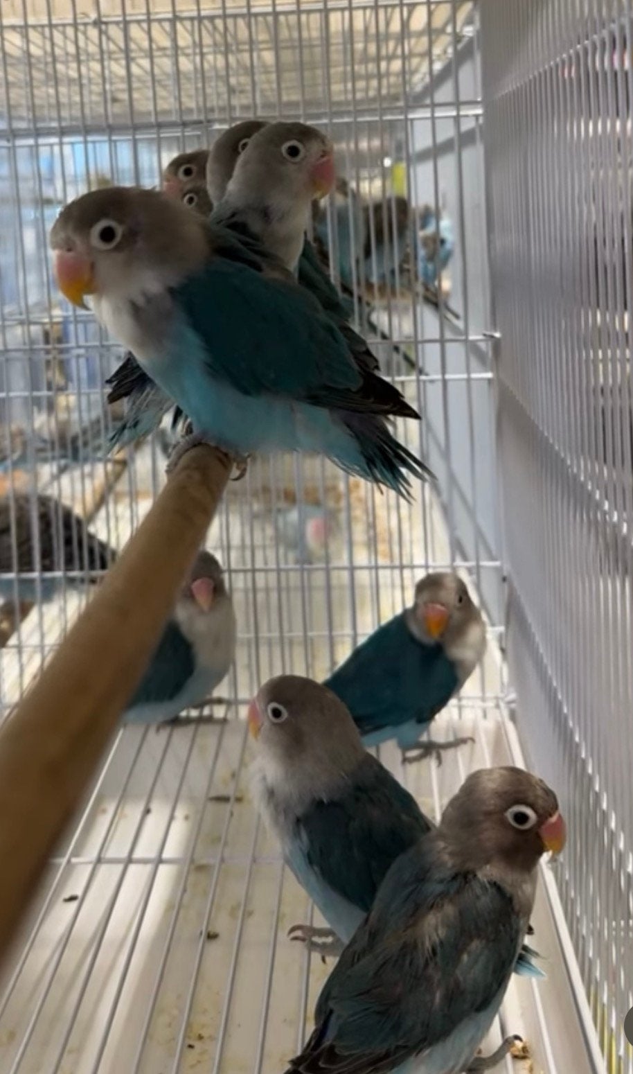 jonge agapornis personata dwerg papegaaien