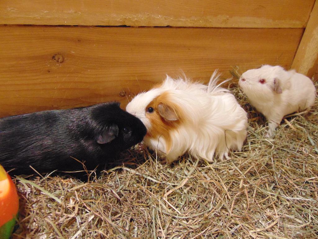 Jonge cavia's in Assen., Januari, Meerdere dieren, Cavia