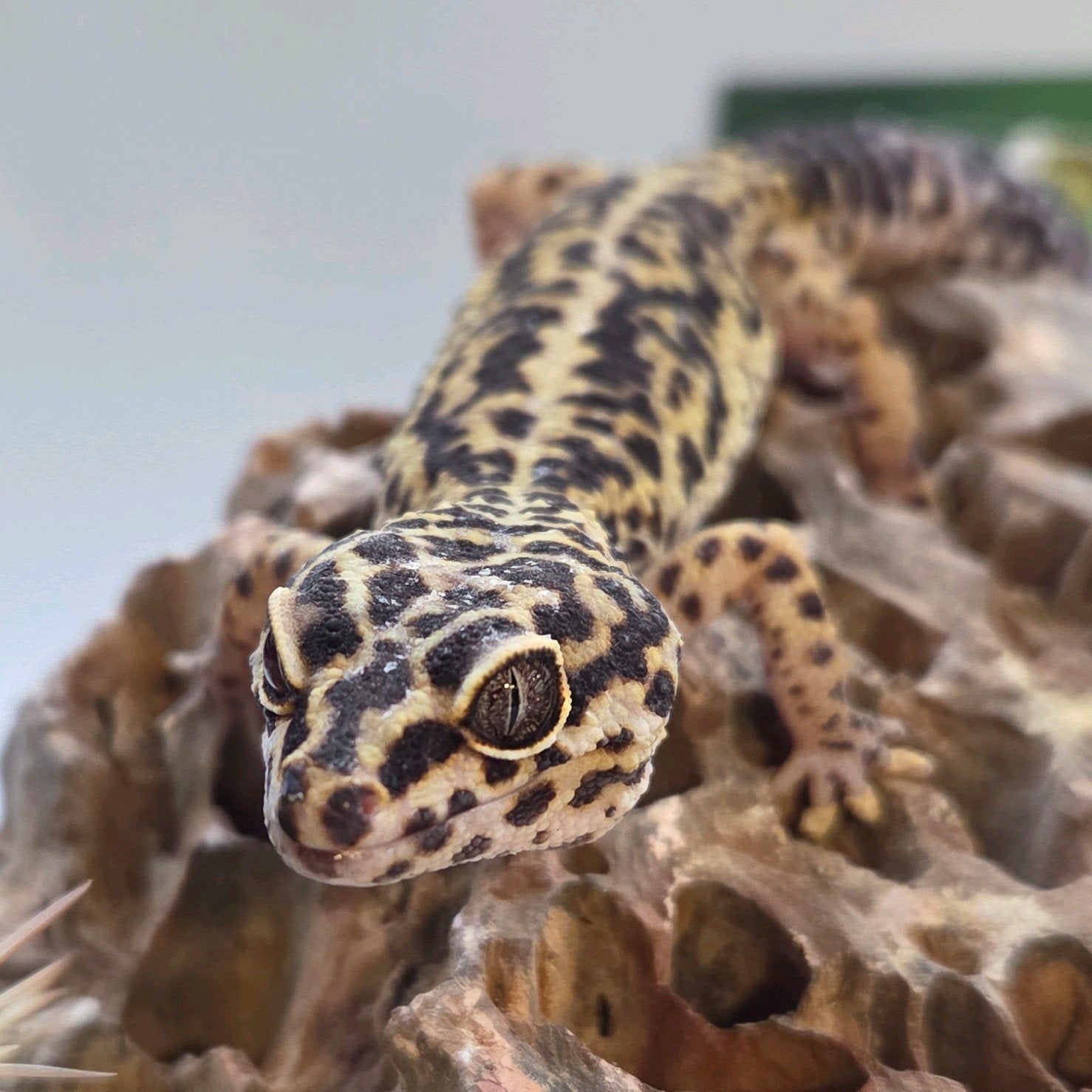 Luipaardgekko vrouw Leopard Gecko photo 2