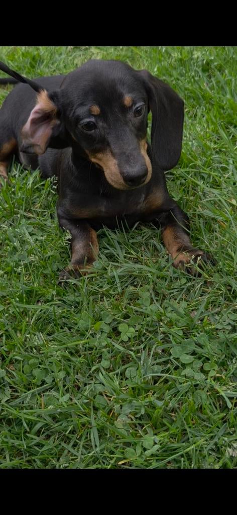Dwergteckel puppy, Reu, 8 tot 15 weken, Korthaar, Dwerg