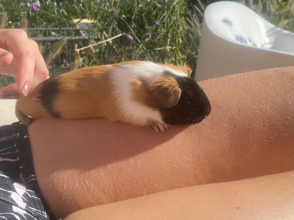 Oppas cavia’s gezocht nijverdal, Ophalen of Verzenden, Gebruikt, Verzorging