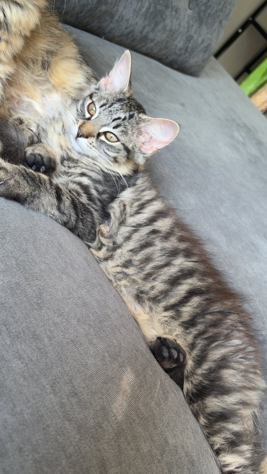 Kitten maine coon kruising, Poes