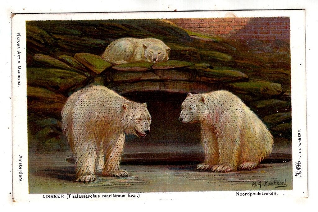 Amsterdam  Artis Dierentuin   1927 Ijsberen, Ophalen of Verzenden, 1920 tot 1940, Noord-Holland