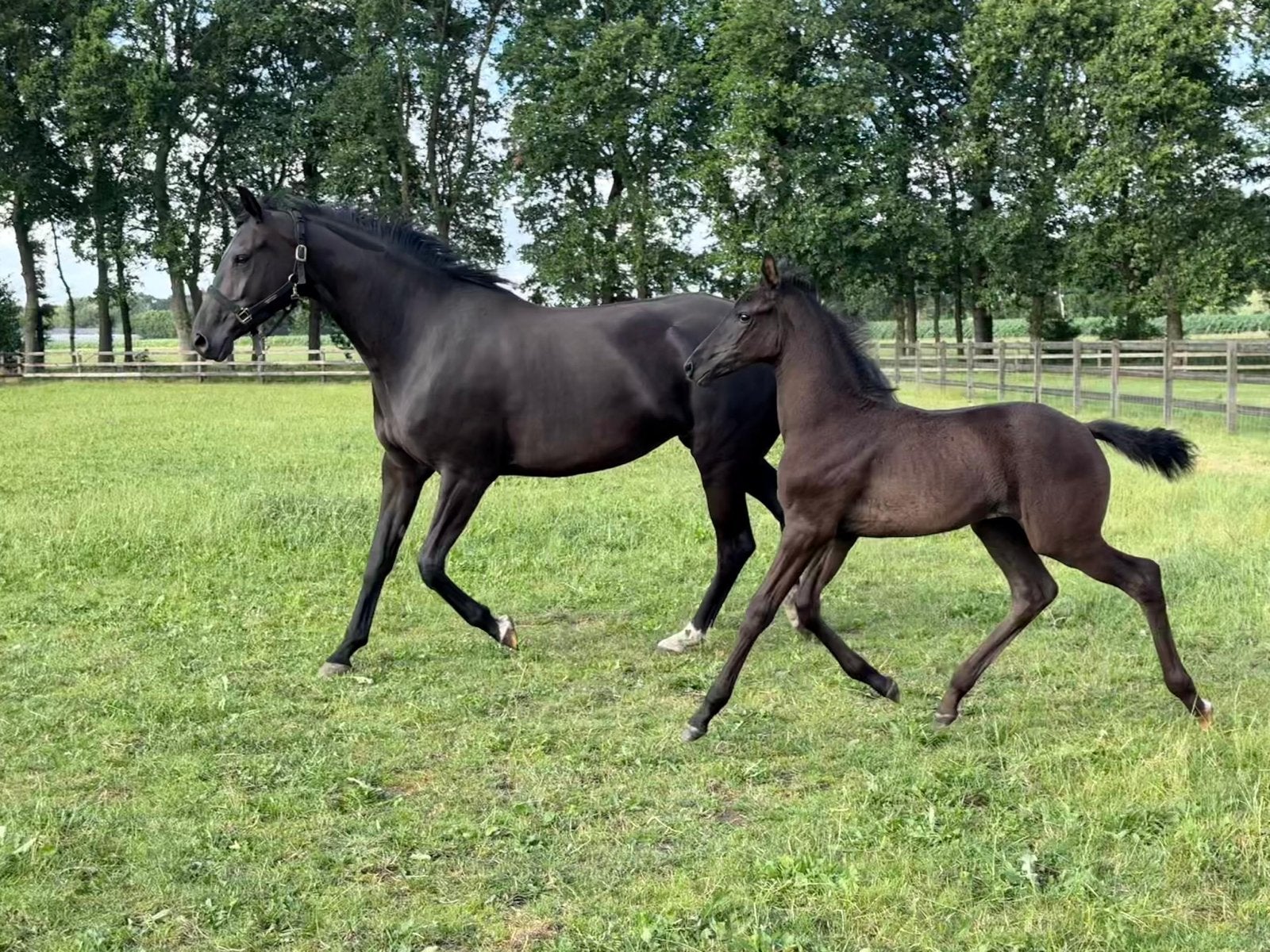 Zwart merrieveulen van Scaramouche, Dieren en Toebehoren, Paarden, Merrie, Met stamboom, Dressuurpaard, 0 tot 2 jaar