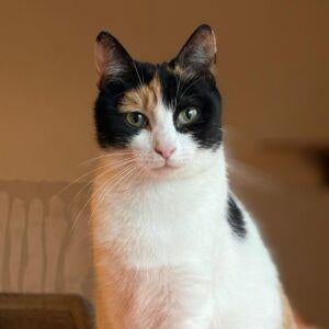 Lila, Dieren en Toebehoren, Katten en Kittens | Overige Katten, Poes, Kortharig, 3 tot 5 jaar