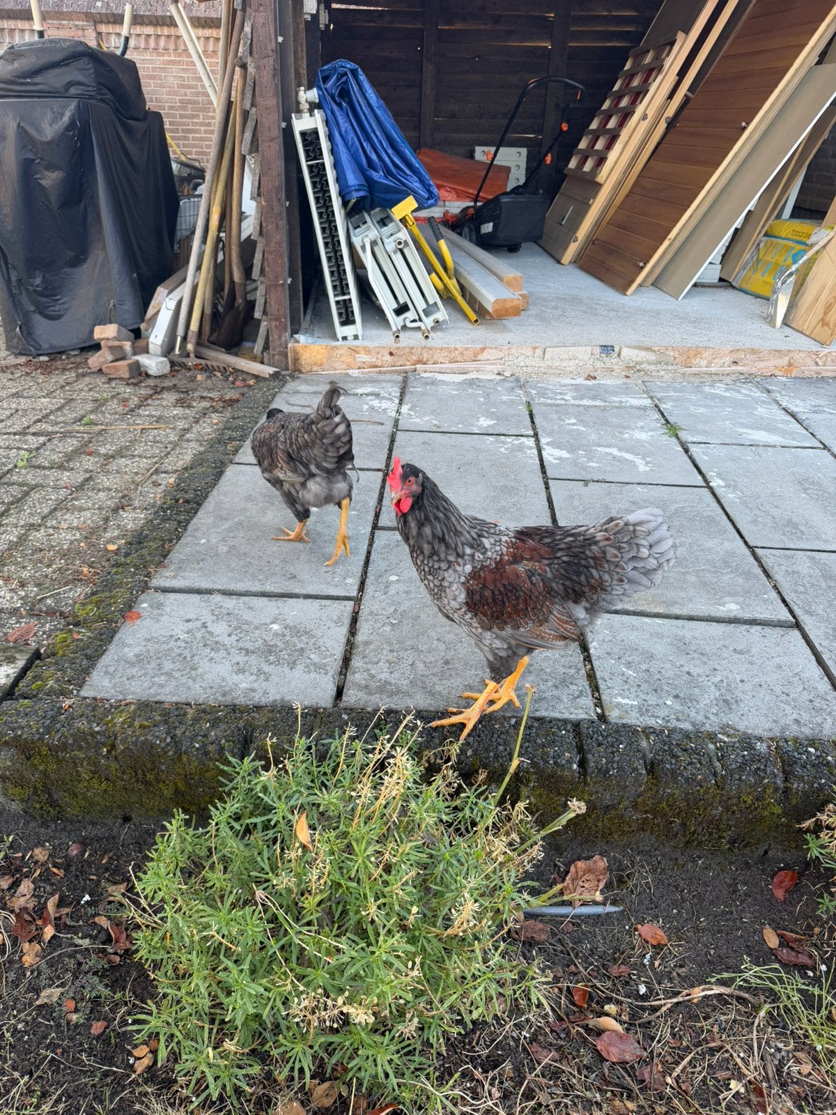Te Koop Barnevelder Haan (12 weken oud), Dieren en Toebehoren, Mannelijk, Kip