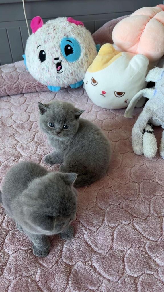 Britse korthaar kittens, Dieren en Toebehoren, Katten en Kittens | Raskatten | Korthaar, Poes, Ontwormd