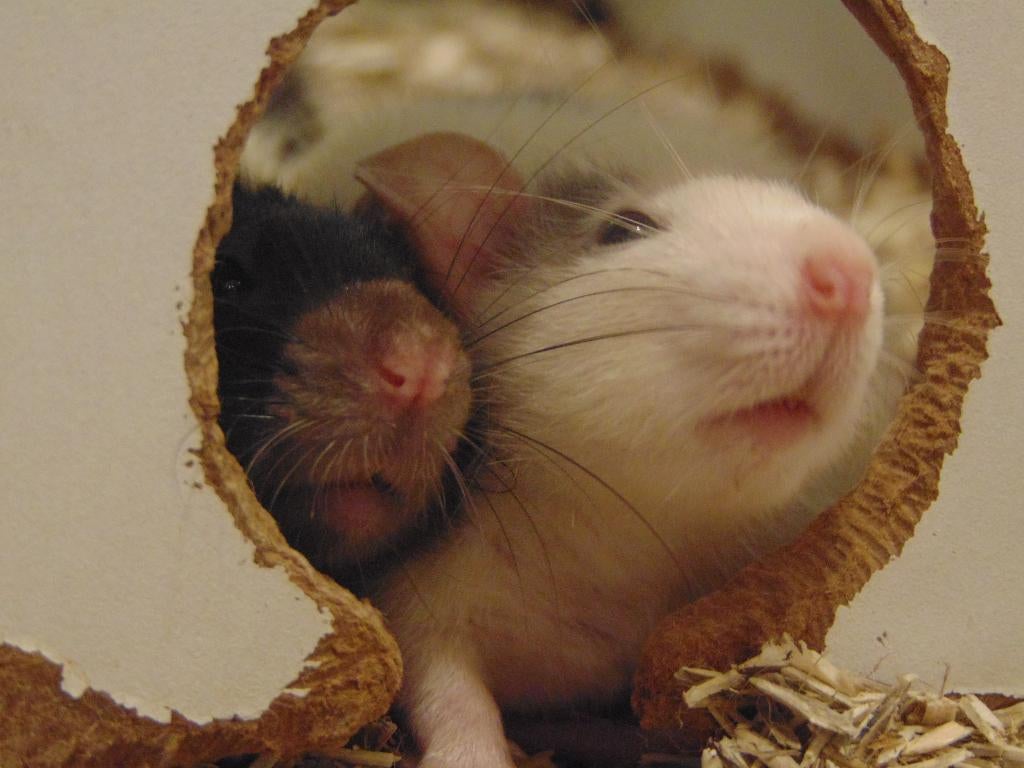 Erg tamme ratjes in Assen., Dieren en Toebehoren, Rat, Februari, Mannelijk, Tam