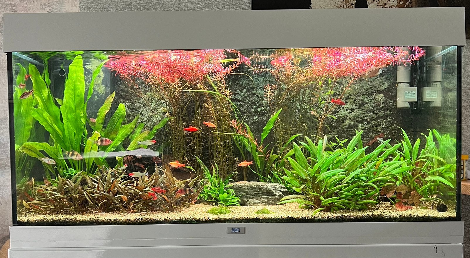 Aquarium Juwel 180, Ophalen, Gebruikt, Gevuld zoetwateraquarium, Inclusief deksel