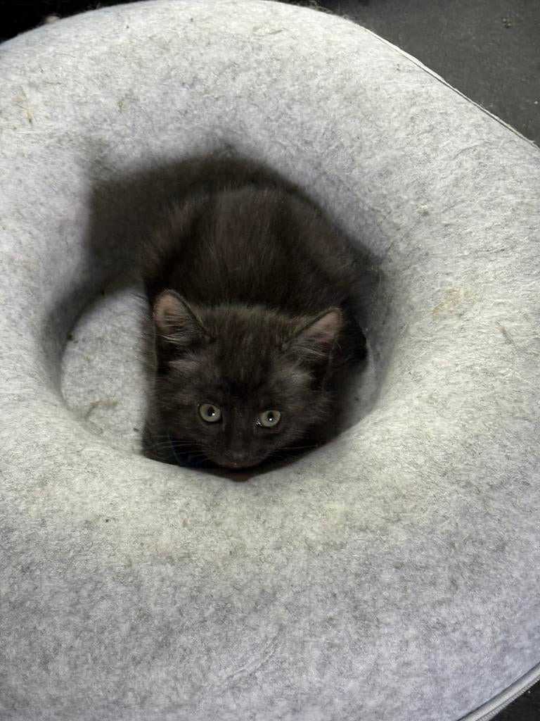 Noorse Boskat kittens!!, Dieren en Toebehoren, Katten en Kittens | Raskatten | Langhaar, Meerdere dieren, Ontwormd, 0 tot 2 jaar